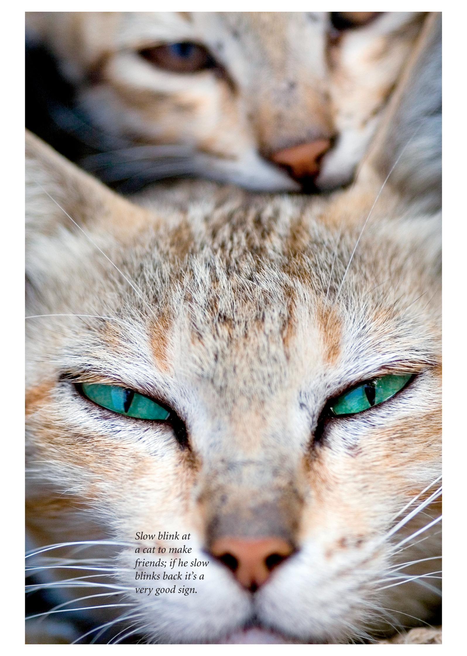 A close-up photograph of a ginger and white cat's face, focusing on its green eyes. The cat is looking directly at the camera with a calm expression. The fur is soft and slightly out of focus in the background.