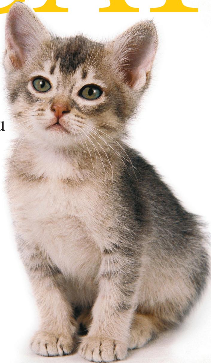 A small, fluffy grey and white kitten sitting upright and looking forward.