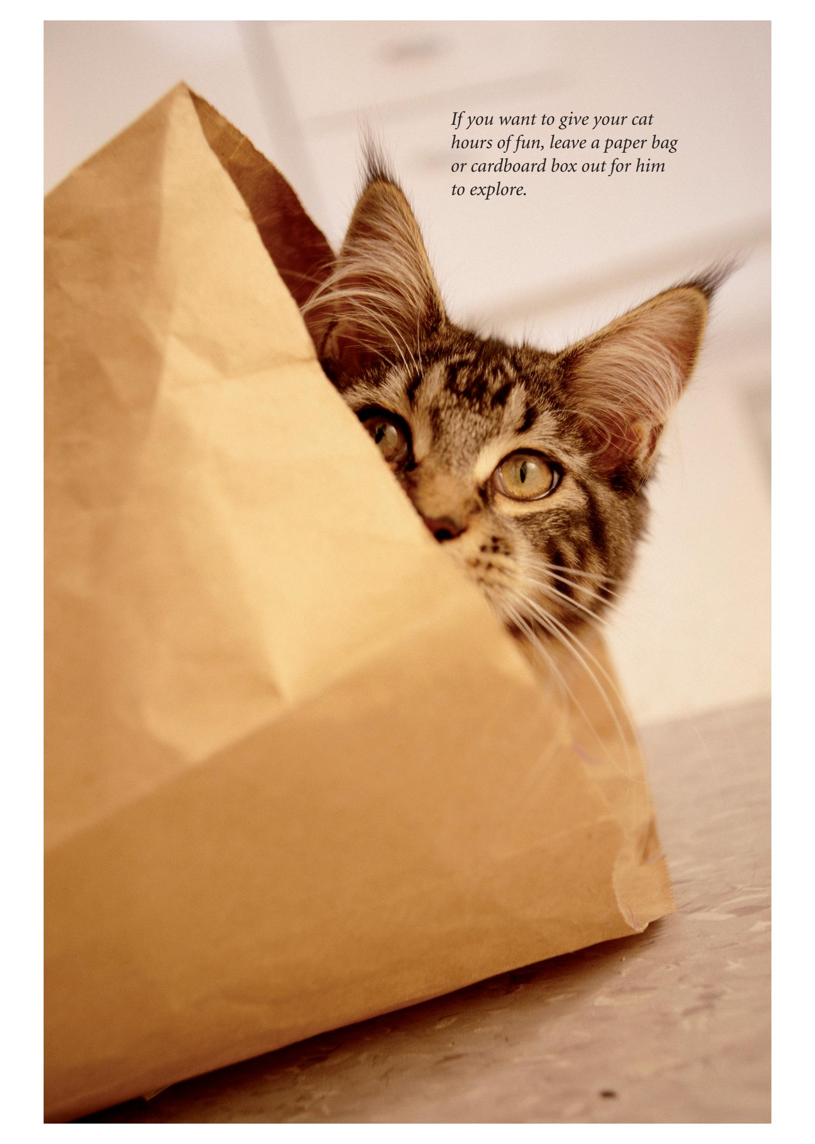 A tabby cat peeking out from a paper bag.